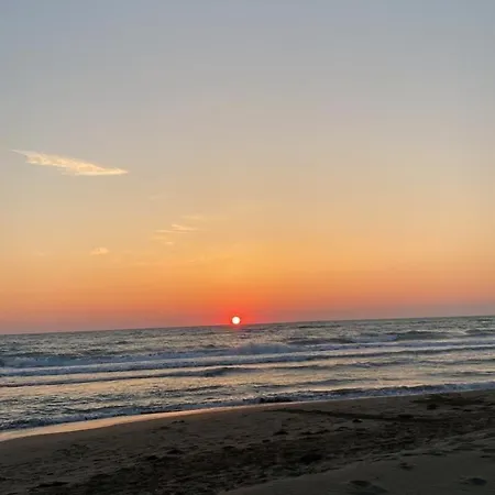 Bumblebee فيلة *